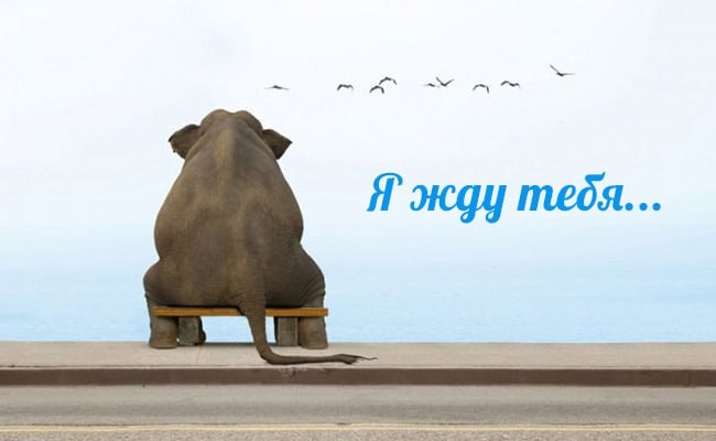 Create meme: the elephant is waiting, sad elephant, Idun 