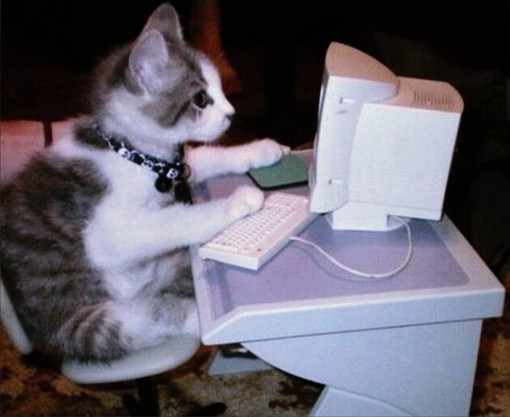 Create meme: cat computer, funny cats 2022, cat 