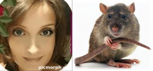 Create meme: smart rat pictures, pet rat, rats gifs
