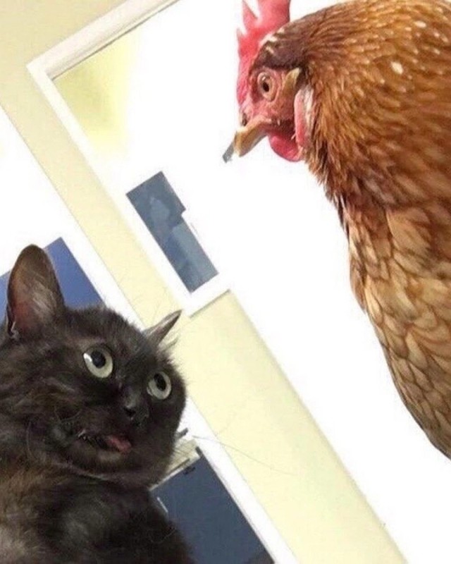 Create meme: the cat and the chicken , cat and chicken meme, chicken 