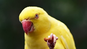 Создать мем: желтый попугай лицо на фоне, желтые попугаи обои, жёлтый ожелеловый попугай