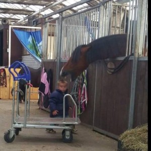 Create meme: funny meme, horse, photo of funny horse in the stable