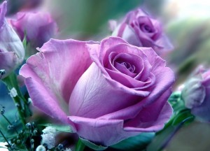 Create meme: purple roses