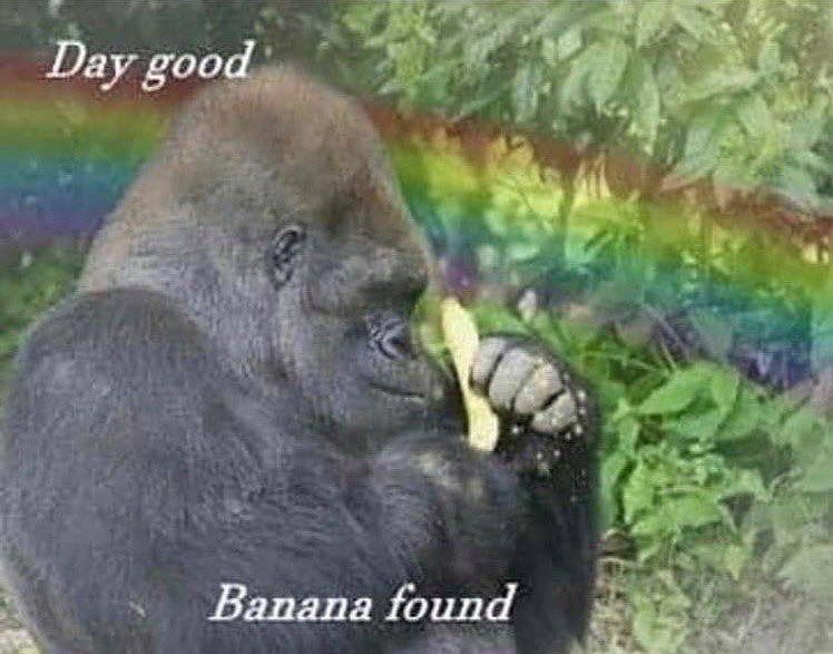 Создать мем: обезьянки, day good banana found, горилла задумалась