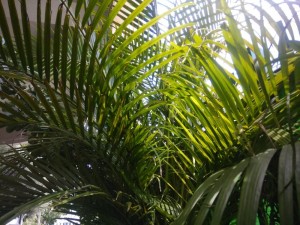 Создать мем: palm leaves, папоротниковая пальма, dypsis onilahensis