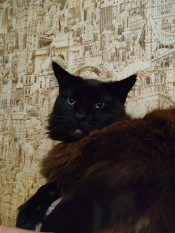 Create meme: black Maine Coon, maine coon black cat, black cat 