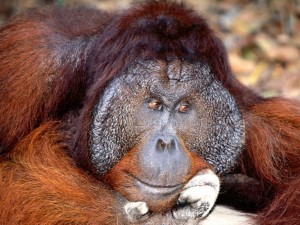 Create meme: orangutans, types of monkeys, Sumatran orangutan