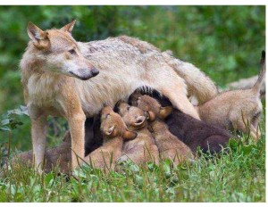 Create meme: wolf with cubs, the cub