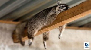Create meme: raccoon in the house, raccoon well done, pictures raccoon sleeping