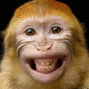 Create meme: happy monkey, monkey, people