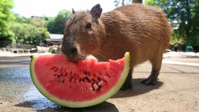 Create meme: big capybara guinea pig, capybara is funny, the largest rodent is the capybara