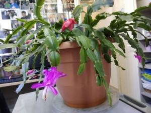 Create meme: potted plants, rodstvennik, home flowers Decembrist