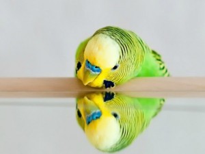 Создать мем: kusu, parakeet, картины с волнистыми попугаями
