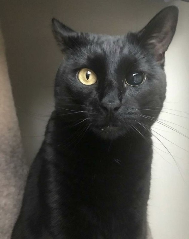 Создать мем: европейский кот черный, черный кот с разными глазами, черный гладкошерстный кот