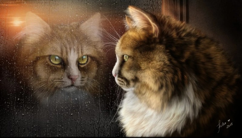 Create meme: cat , cat and rain, cats 