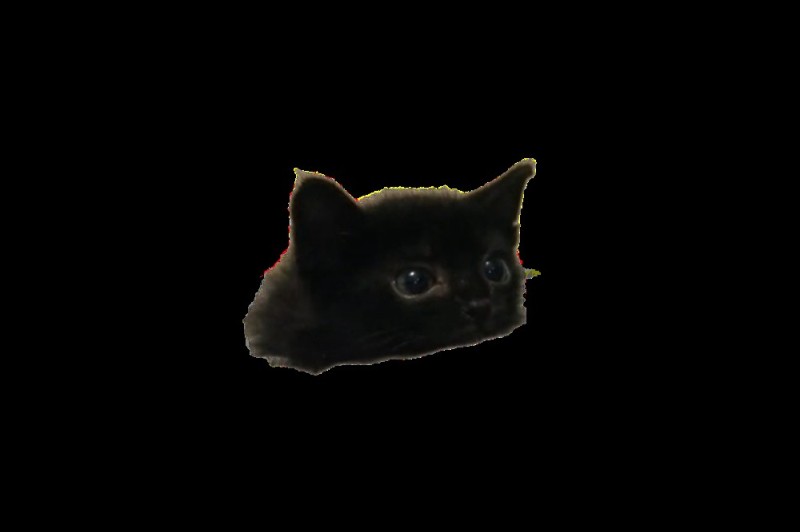Create meme: black cat for ai, the kitten is black, cat 