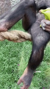 Создать мем: шимпанзе бонобо, рука шимпанзе, обезьяна без шерсти