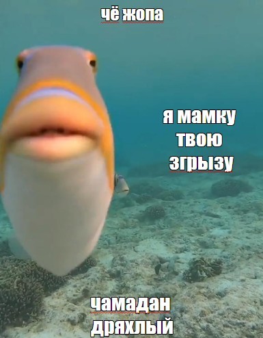 Создать мем: привет мем с рыбой, рыба смешная, рыба с губами
