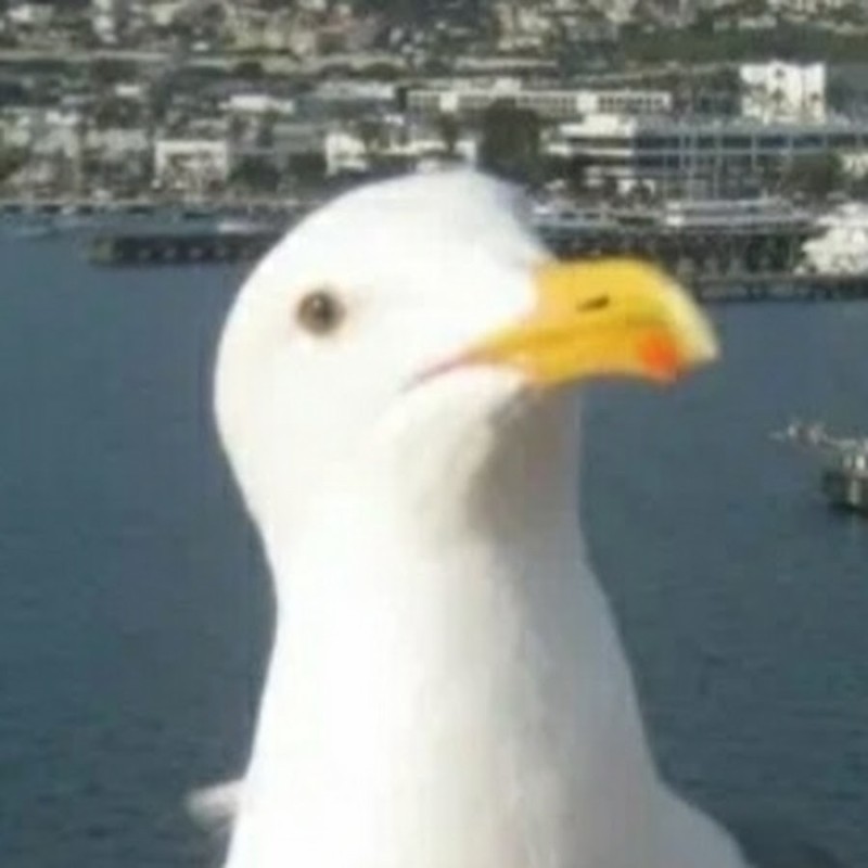 Создать мем: чайка убийца, seagull, прикольные чайки