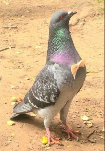 Create meme: pigeon bird, dove, dove