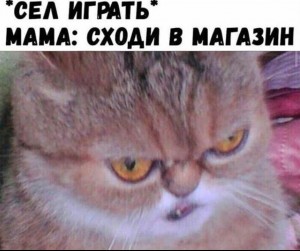 Create meme: cat, srty cat, cat