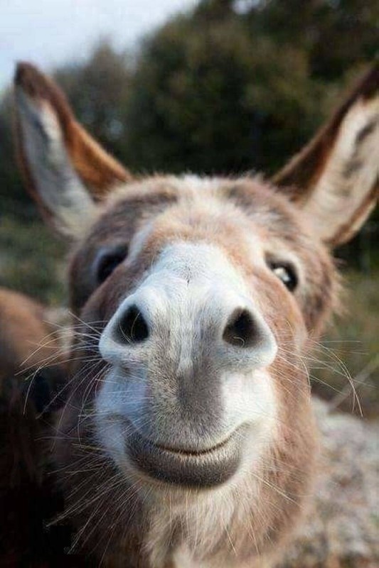 Create meme: donkey , The donkey is smiling, smiling animals 