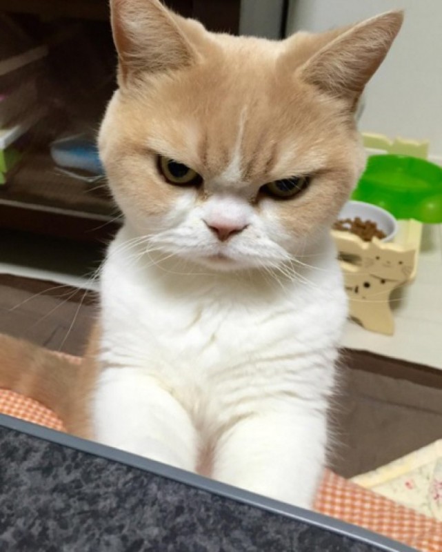 Create meme: unhappy cat , unhappy cat, angry cat 