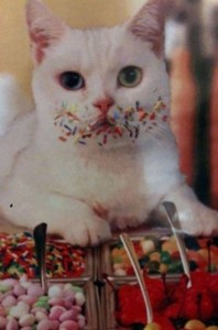 Создать мем: объелся шоколада прикол, кошка и котенок, кошка