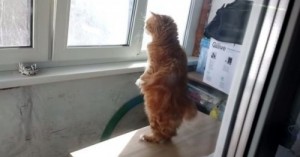 Create meme: funny videos of cats, looking out the window, cat standing on hind legs