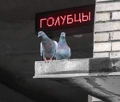 Create meme: pigeons doves, pigeon bird, dove