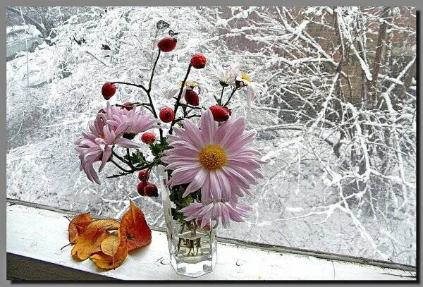 Создать мем: снежное утро цветы, доброе утро снег, цветы зима