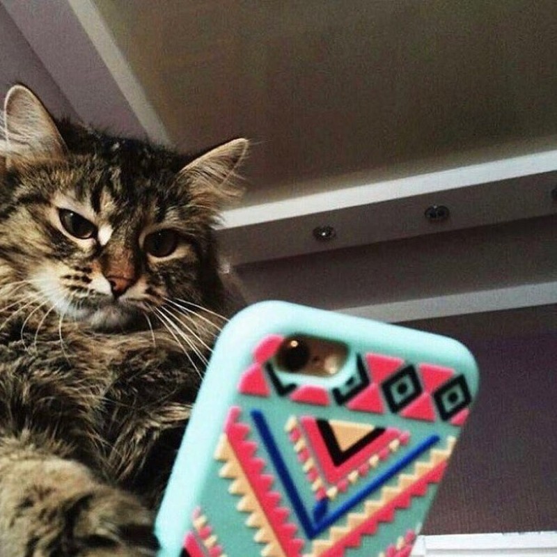 Создать мем: мем кот, когда утром прочитал сообщения, кот держит телефон