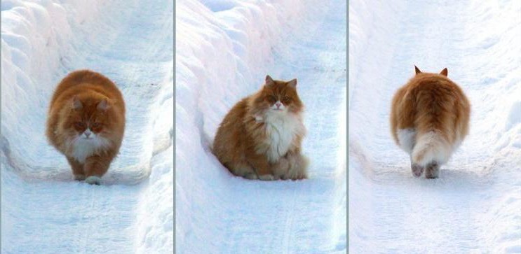 Create meme: cat in winter, cat , siberian cat