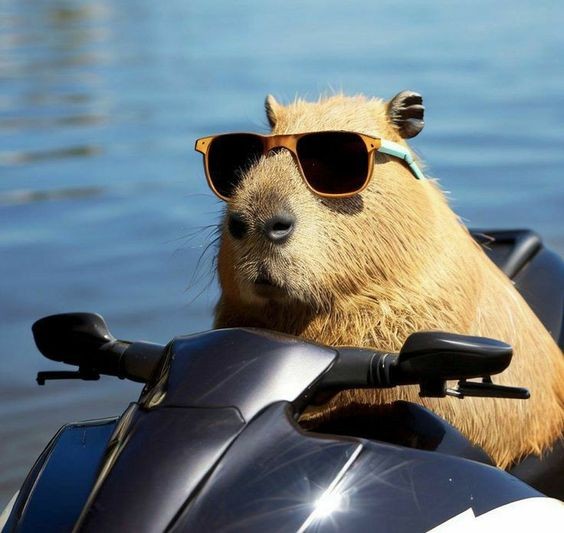 Create meme: the capybara , capybara honey, beautiful capybara