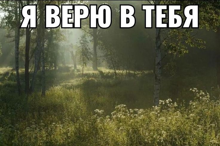 Create meme: summer nature, foggy morning in the forest, morning fog in the forest