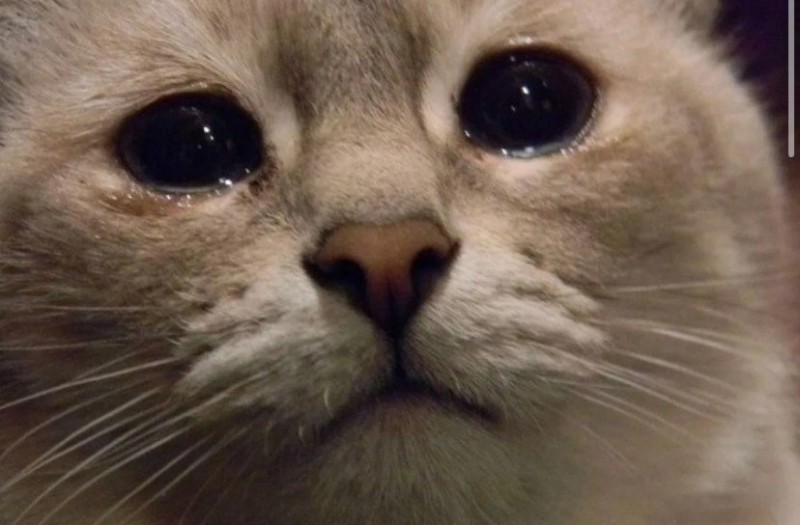 Создать мем: грустный котик, мем плачущий кот, плачущий котик