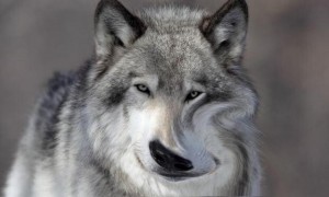 Create meme: gray wolf, wolves the soul of the wolf, wolf wolf