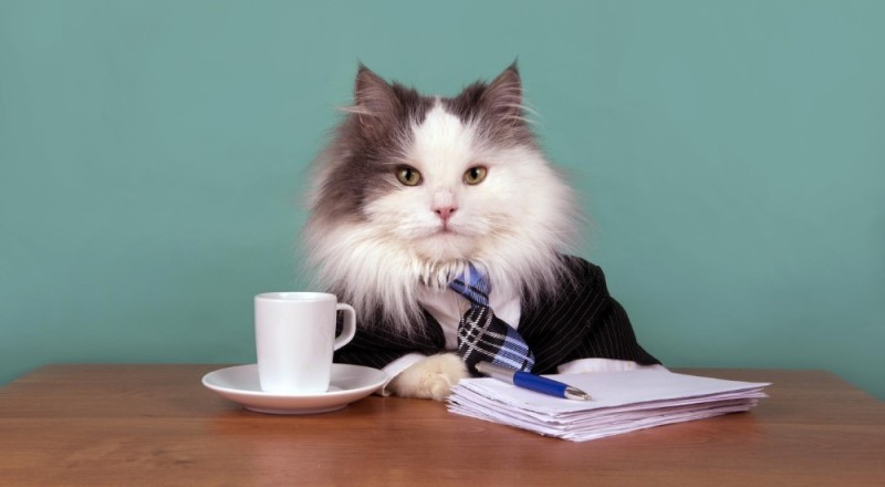 Create meme: business cat, the cat in the office, the big boss cat