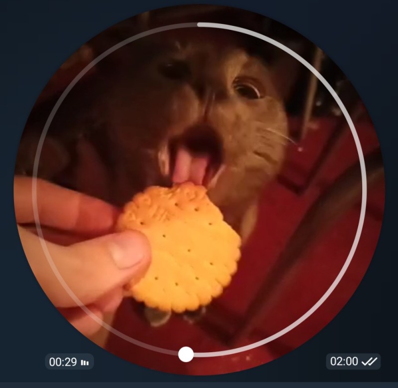 Create meme: hamster with cookies, funny animals , cats are funny