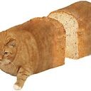 Create meme: cats, cat, cat bread