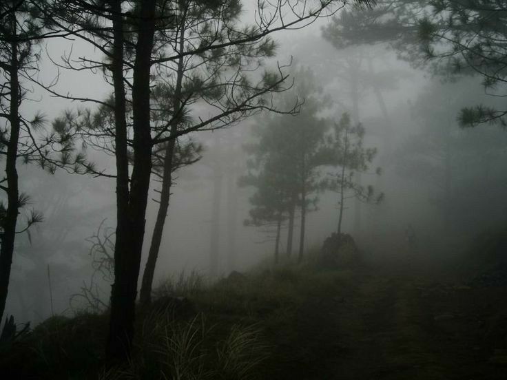 Создать мем: темный лес, сосны да туман, сосны в тумане картина