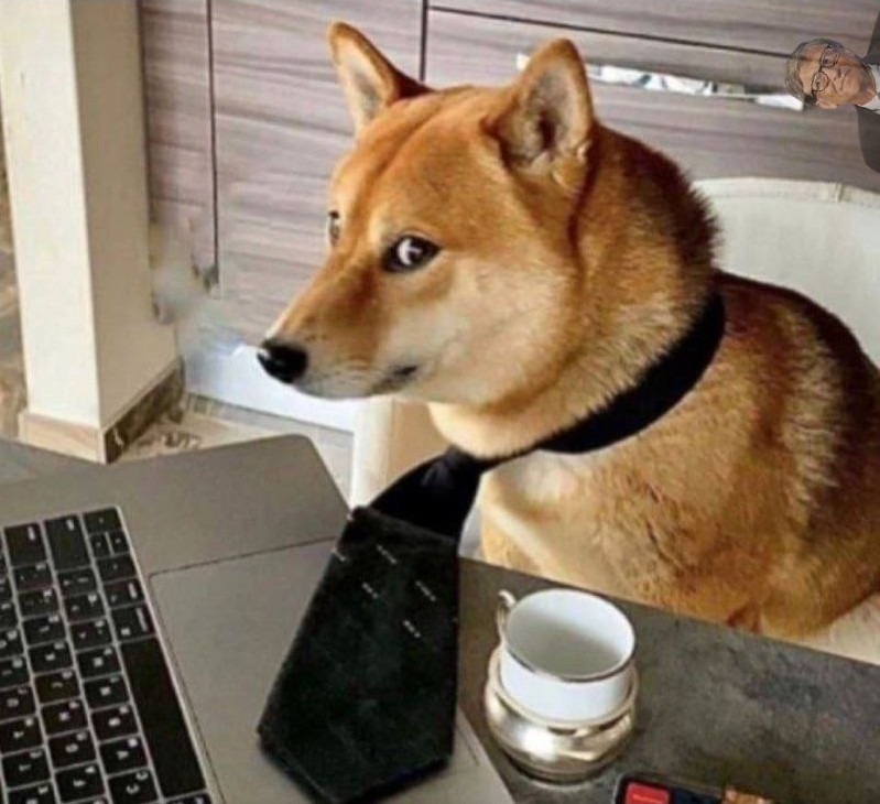 Create meme: doge behind the computer, Shiba inu doge, animals cute