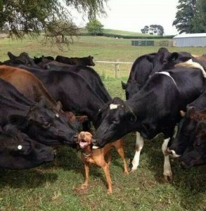 Создать мем: собаку облизывают коровы, смешная корова, корова
