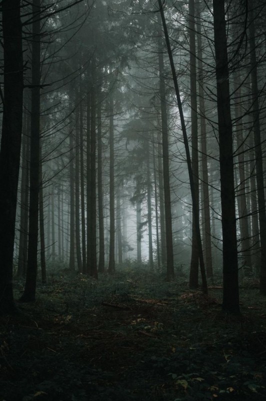 Создать мем: туманные леса, шварцвальд темный лес, темный лес