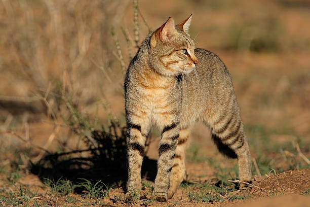 Create meme: steppe cat felis silvestris lybica, The steppe cat, African wild cat