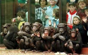 Создать мем: facts why zoos are bad for animals, необычные профессии, zoo good