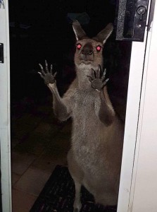 Создать мем: фото кенгуру ночью прикол