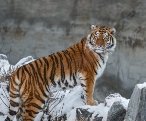 Create meme: Amur Siberian tiger, Siberian tiger, the Amur tiger