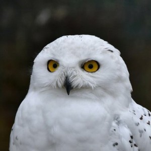 Create meme: white polar owl, snowy owl