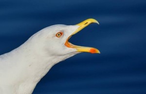 Create meme: Seagull screaming, Seagull bird, Seagull